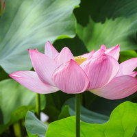 太陽を浴びて咲く淡いピンクの蓮の花と緑の葉の写真