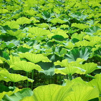 水面を埋め尽くす蓮の葉が群生する光景の写真
