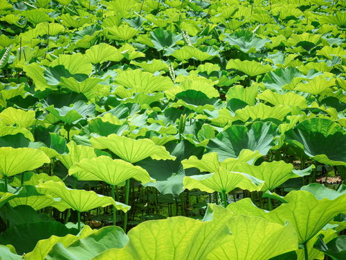 水面を埋め尽くす蓮の葉が群生する光景