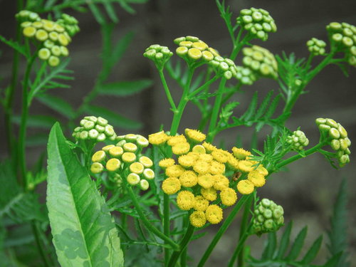 黄色い小粒の花を咲かせるタンジーのハーブガーデン