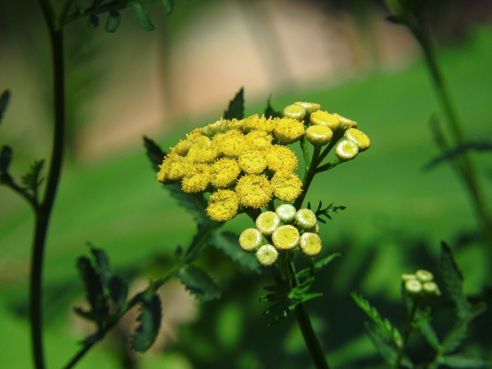 黄色い小花が密集して咲くタンジーの花