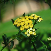 色鮮やかな黄色の小花が密集するタンジーの花の写真