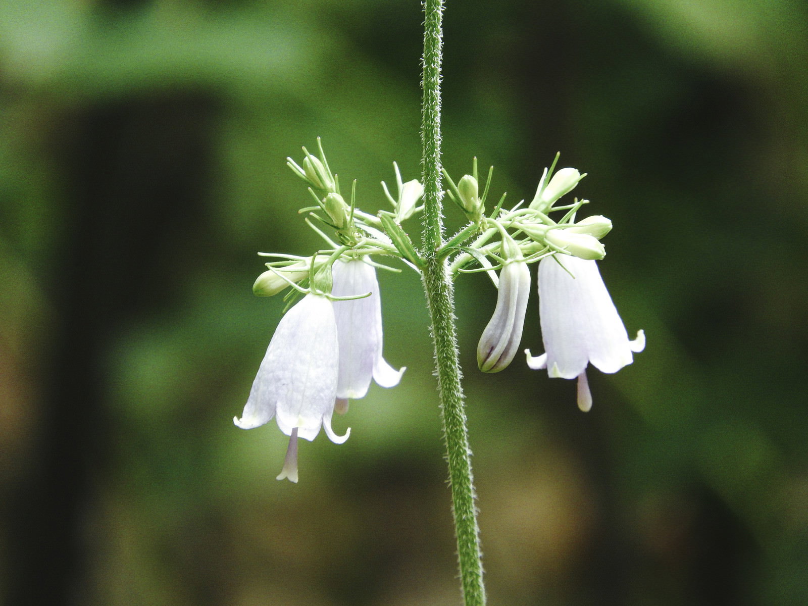 下向きに咲く白い釣鐘型の花を持つツリガネニンジンの植物