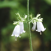 白い釣鐘型の花を咲かせるツリガネニンジンの写真