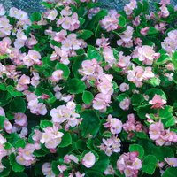 花壇に咲く淡いピンクのベゴニア、小さな花が密集して咲くの写真