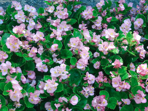 花壇に咲く淡いピンクのベゴニア、小さな花が密集して咲く