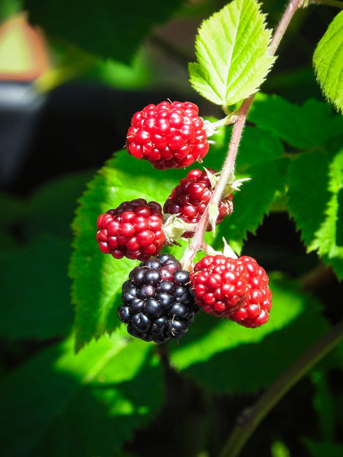 日を浴びる赤と黒のブラックベリーの果実と緑の葉