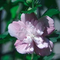 淡いピンク色の八重咲きムクゲの庭木の花の写真