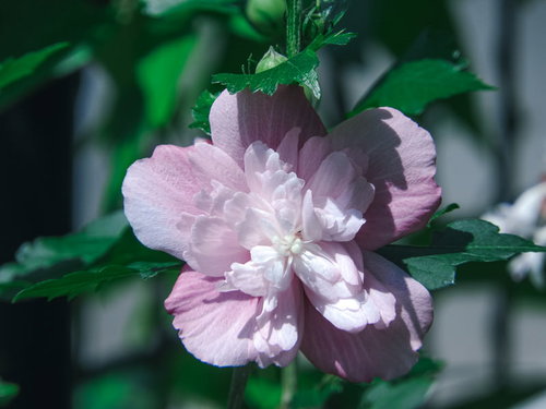 淡いピンク色の八重咲きムクゲの庭木の花