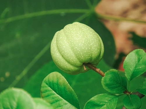 葉の間に実る緑色の木瓜（ボケ）の実 自然な庭園