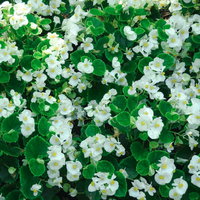 緑の葉に囲まれて咲き誇る白いベゴニアの花壇の写真