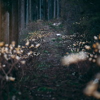 春の林間に群生する三椏の獣道、淡黄色の小さな花が密生する山道の写真