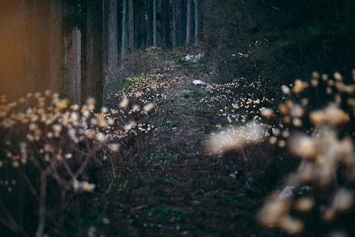 春の林間に群生する三椏の獣道、淡黄色の小さな花が密生する山道
