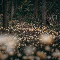 森の中でミツマタが群生する茂みの風景の写真