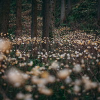 森林の中に咲く三椏の群生地、春の薄黄色い花が群れ咲く自然風景の写真