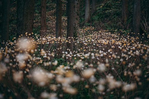 森林の中に咲く三椏の群生地、春の薄黄色い花が群れ咲く自然風景