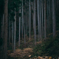 雑木林に咲く三椏の群生地、春先の黄色い花が咲く沈丁花科の樹木の写真