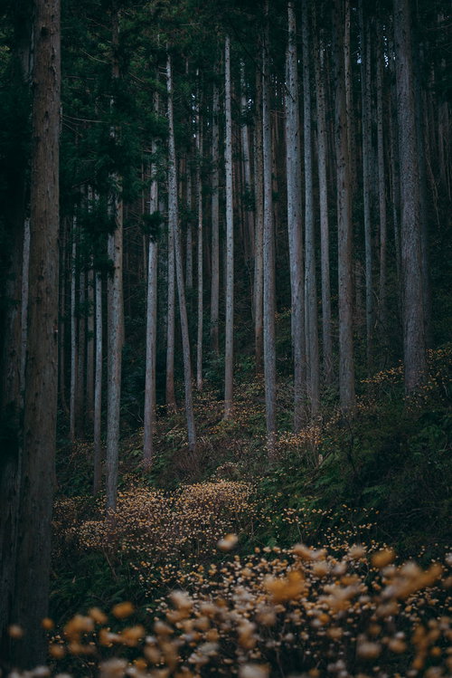 雑木林に咲く三椏の群生地、春先の黄色い花が咲く沈丁花科の樹木