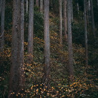 山間部の林に咲く三椏の黄色い花の写真