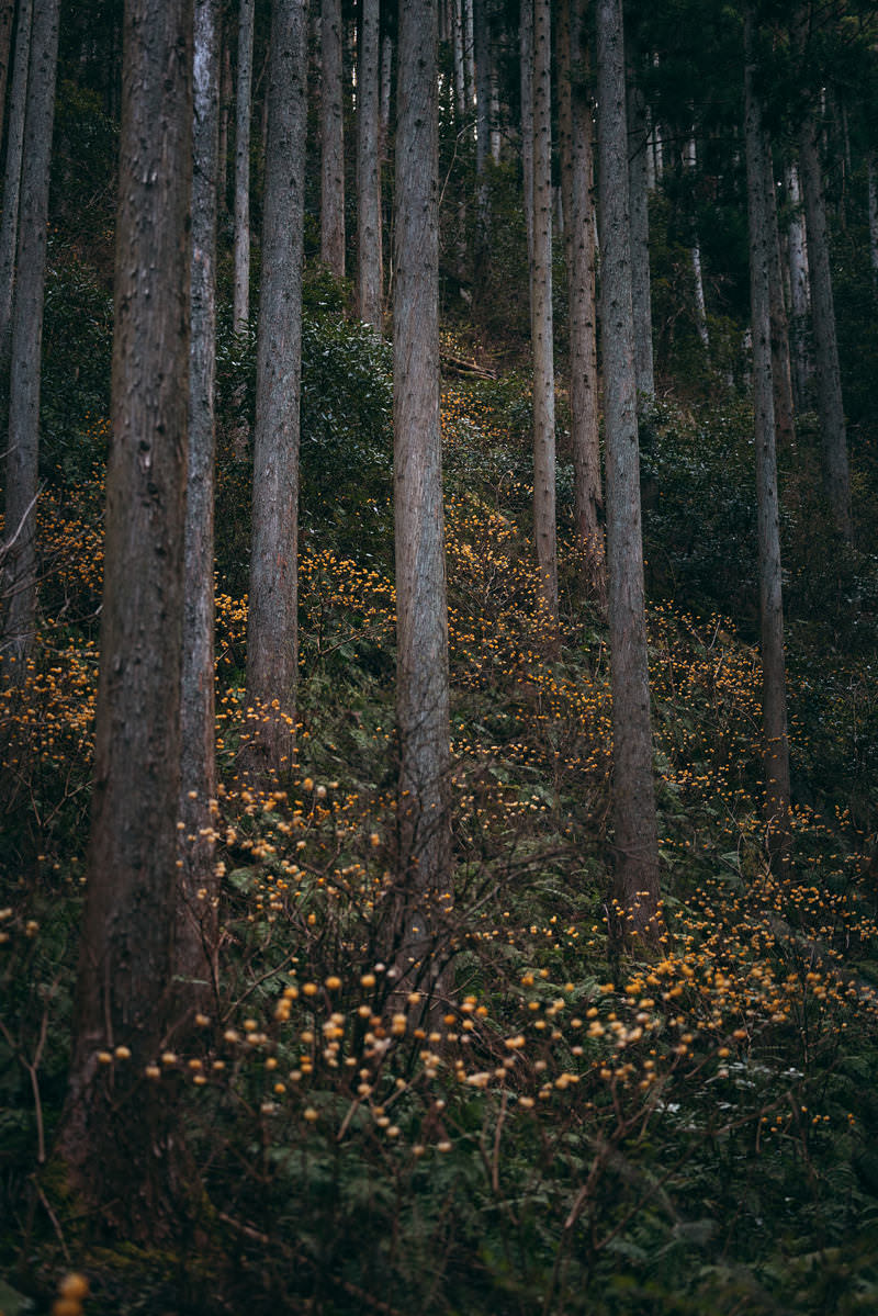 山間部の林の中に咲く黄色い三椏の花が散った風景
