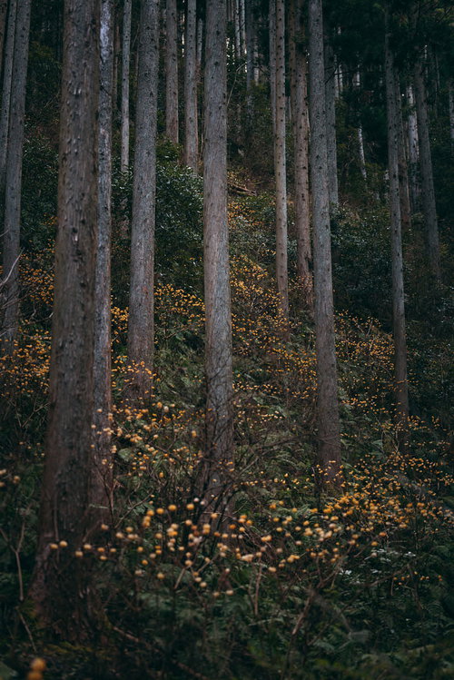 山間部の林に咲く三椏の黄色い花