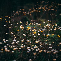 森の中に咲く三椏の白い花と黄色い花の写真