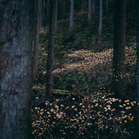 森林の中で咲く三椏の黄色い花、春の山間部の林床風景の写真
