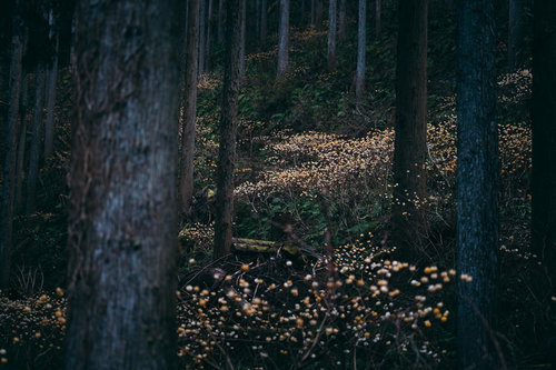 森林の中で咲く三椏の黄色い花、春の山間部の林床風景
