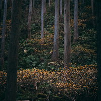 森林の中に咲く三椏の黄色い花と新緑の春景色の写真