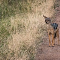 草原の土の道を歩くセグロジャッカル、アフリカのサバンナの写真