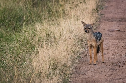 草原の土の道を歩くセグロジャッカル、アフリカのサバンナ