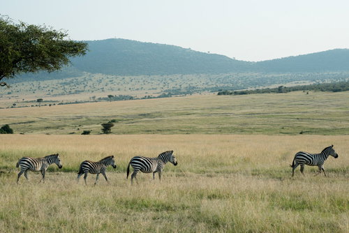 草原を歩くシマウマの家族の群れ、アフリカの大自然で