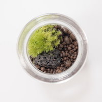 透明なガラス小瓶の中に緑の苔と土が入った植物の写真