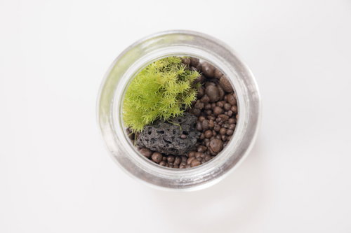 透明なガラス小瓶の中に緑の苔と土が入った植物