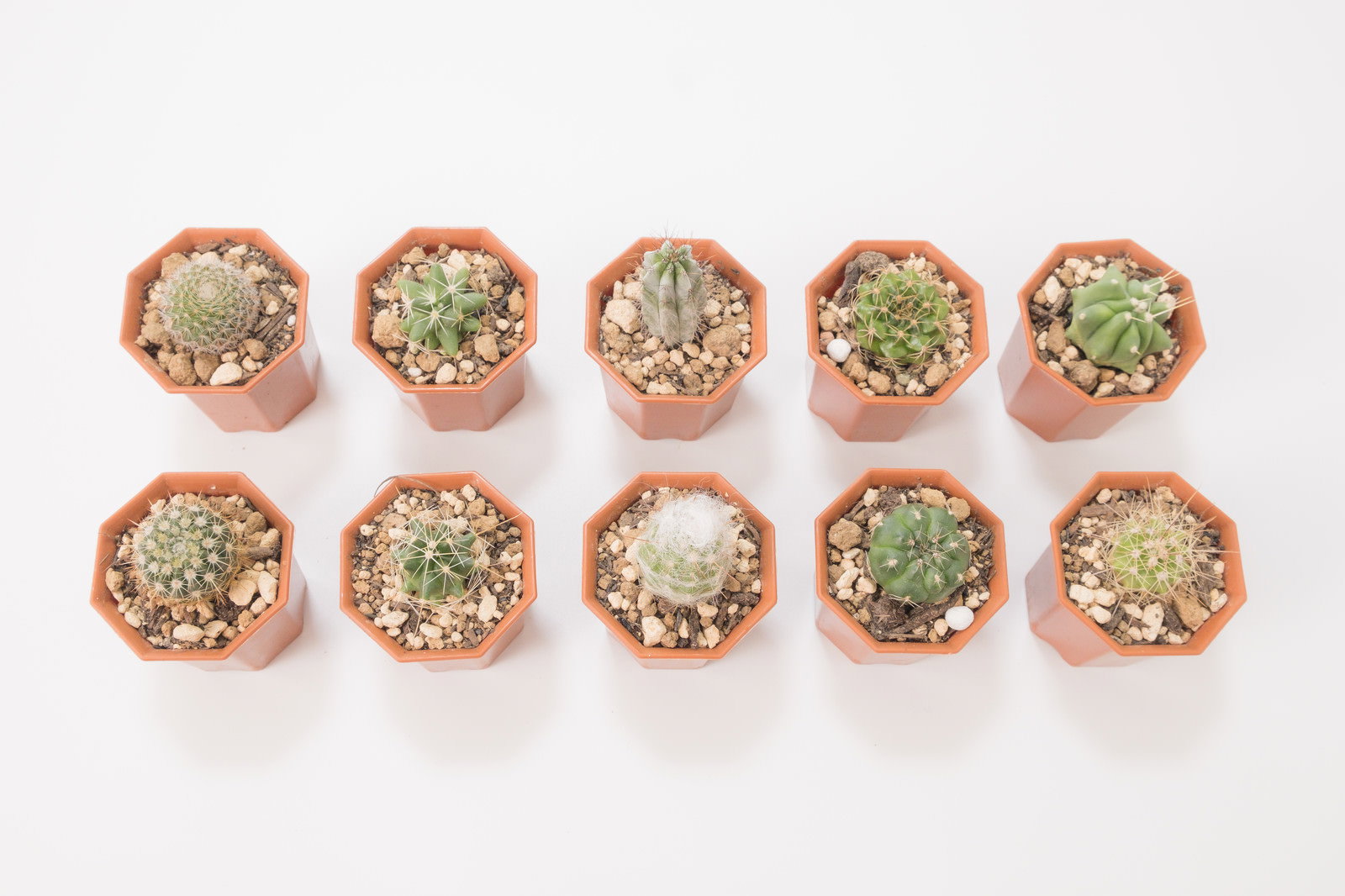 ピンク色の丸い鉢に植えられた小さなサボテン10個が2列に並んでいる様子