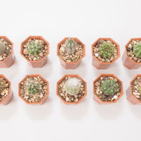 小さいサボテンの鉢、10周年記念の10個の写真