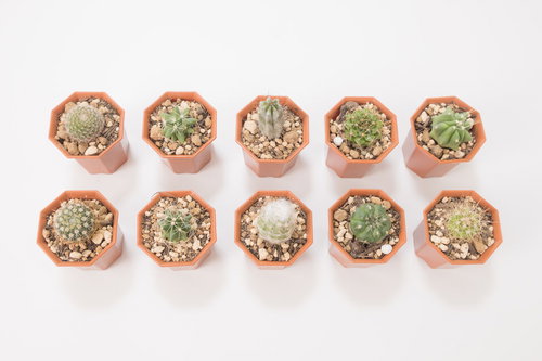 茶色い鉢に並ぶ小さいサボテン10鉢、棘が美しい多肉植物の集合