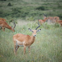 ワイのツノ知りませんか？（インパラ）の写真