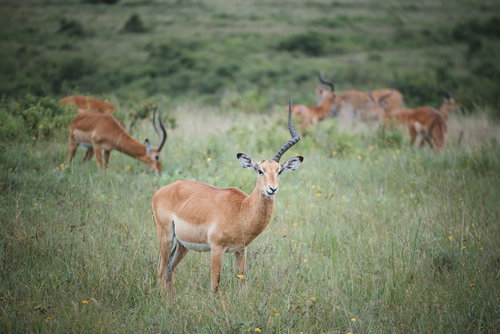 ワイのツノ知りませんか？（インパラ）