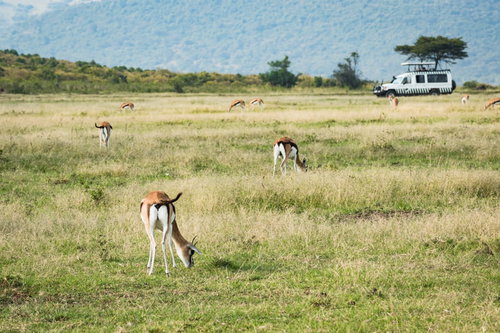 サファリツアーで見かける野生の動物たちの群れ