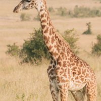 サファリの草原を歩くキリン（野生）アフリカの大自然の写真