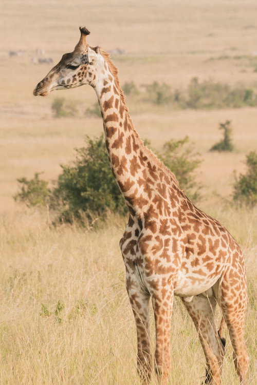 サファリの草原を歩くキリン（野生）アフリカの大自然