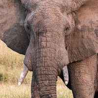 サファリパークの広大な草原に立つ大型アフリカゾウの写真