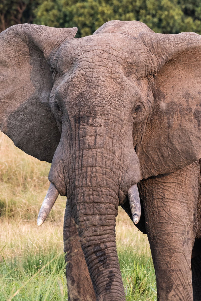 サファリパークの草原に立つ大きなアフリカゾウ