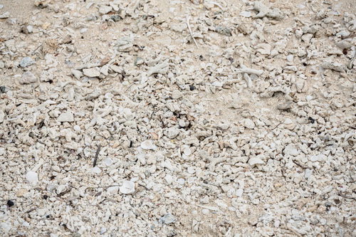 サンゴでできた砂浜