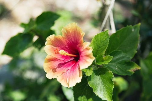 宮古島に咲くオレンジとピンクのハイビスカス