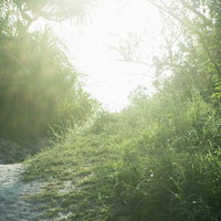 草むらの間を続く砂の小道（逆光）の写真