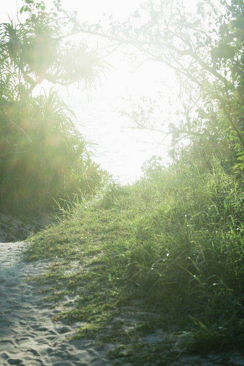 草むらの間を続く砂の小道（逆光）