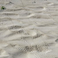 砂浜を歩いた亀の足跡が続く海岸の写真の写真