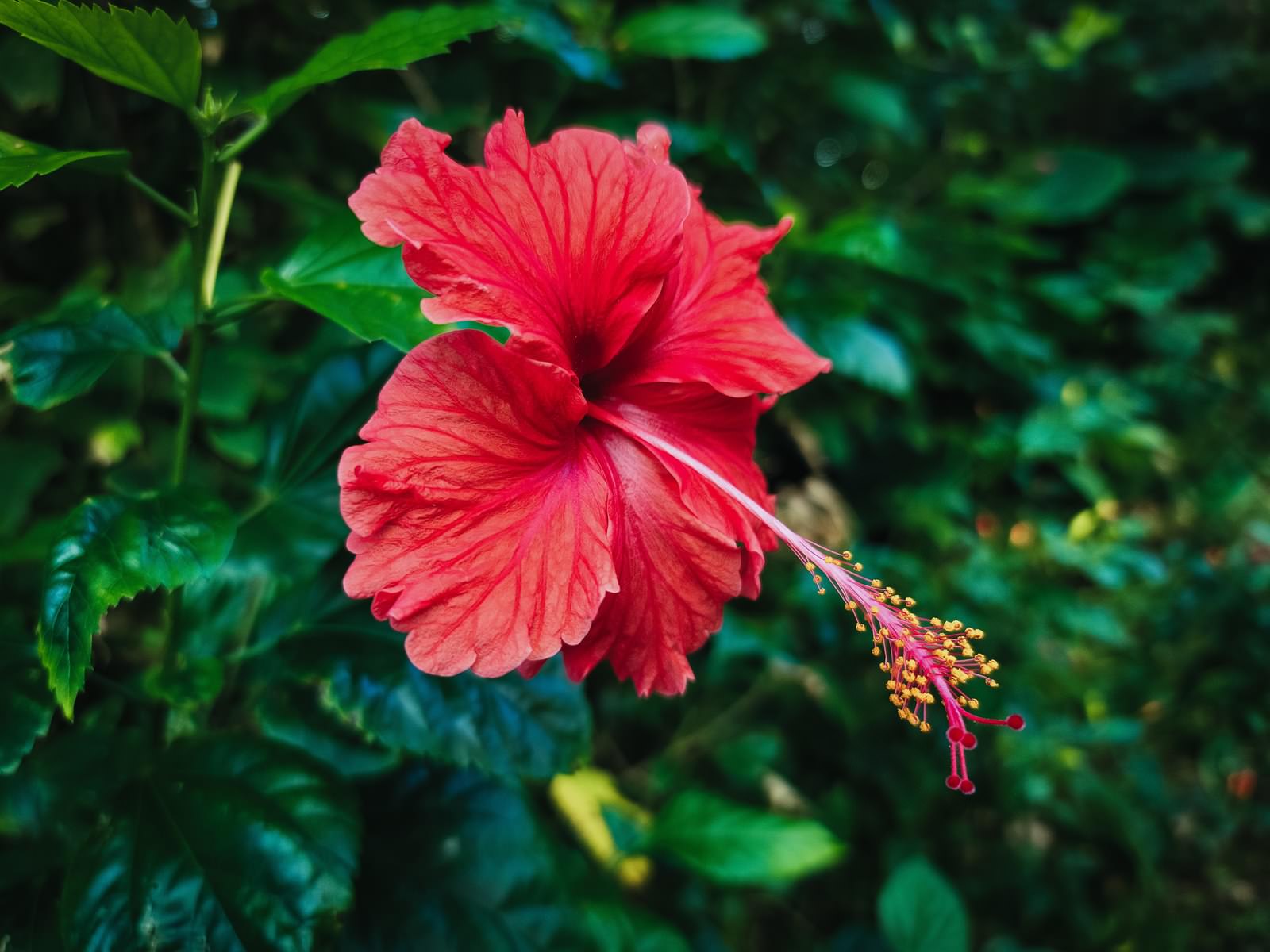 緑の背景に咲く鮮やかな赤いハイビスカスの花